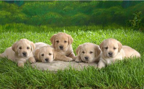 紫狗最新爆料,揭秘娱乐圈惊天秘密！